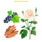 An illustration of blackcurrants, sandalwood pieces, and a white rose with green leaves evokes the radiant fragrance notes of the Baobab Collection Leaves Manon Candle by Baobab.