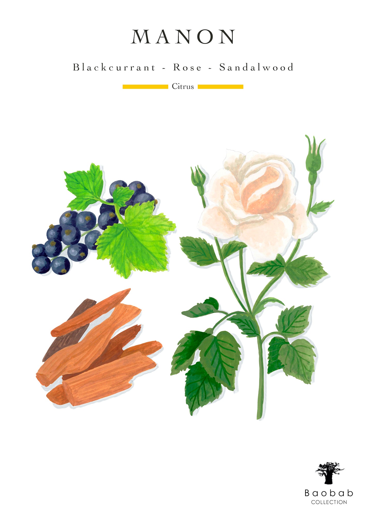An illustration of blackcurrants, sandalwood pieces, and a white rose with green leaves evokes the radiant fragrance notes of the Baobab Collection Leaves Manon Candle by Baobab.