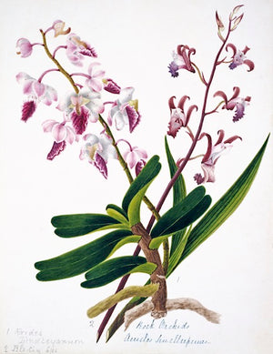 Botanical illustration "Nehru Botanicals 3522" by Ornis Gallery features two orchid plants with green leaves and pink-white flowers on slender stems, inspired by Indian botanicals, set on a white background—ideal for Larson-Juhl frames.