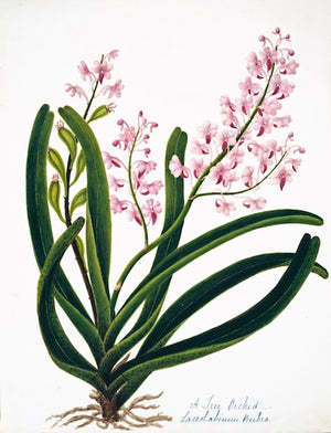 Nehru Botanicals 3565 by Ornis Gallery features a fan orchid with long green leaves, visible roots, and clusters of small pink flowers on upright stems, beautifully presented on archival paper inspired by Indian Botanicals.