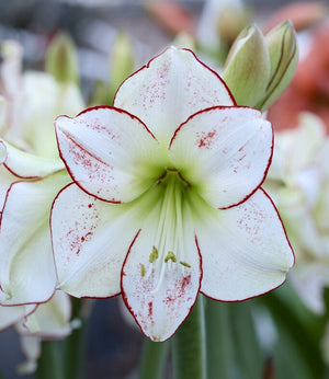 A close-up of the Hive Floral Studio Live Amaryllis, Picasso—a striking white amaryllis flower with red edges, red speckles, green central veins, and visible stamens.