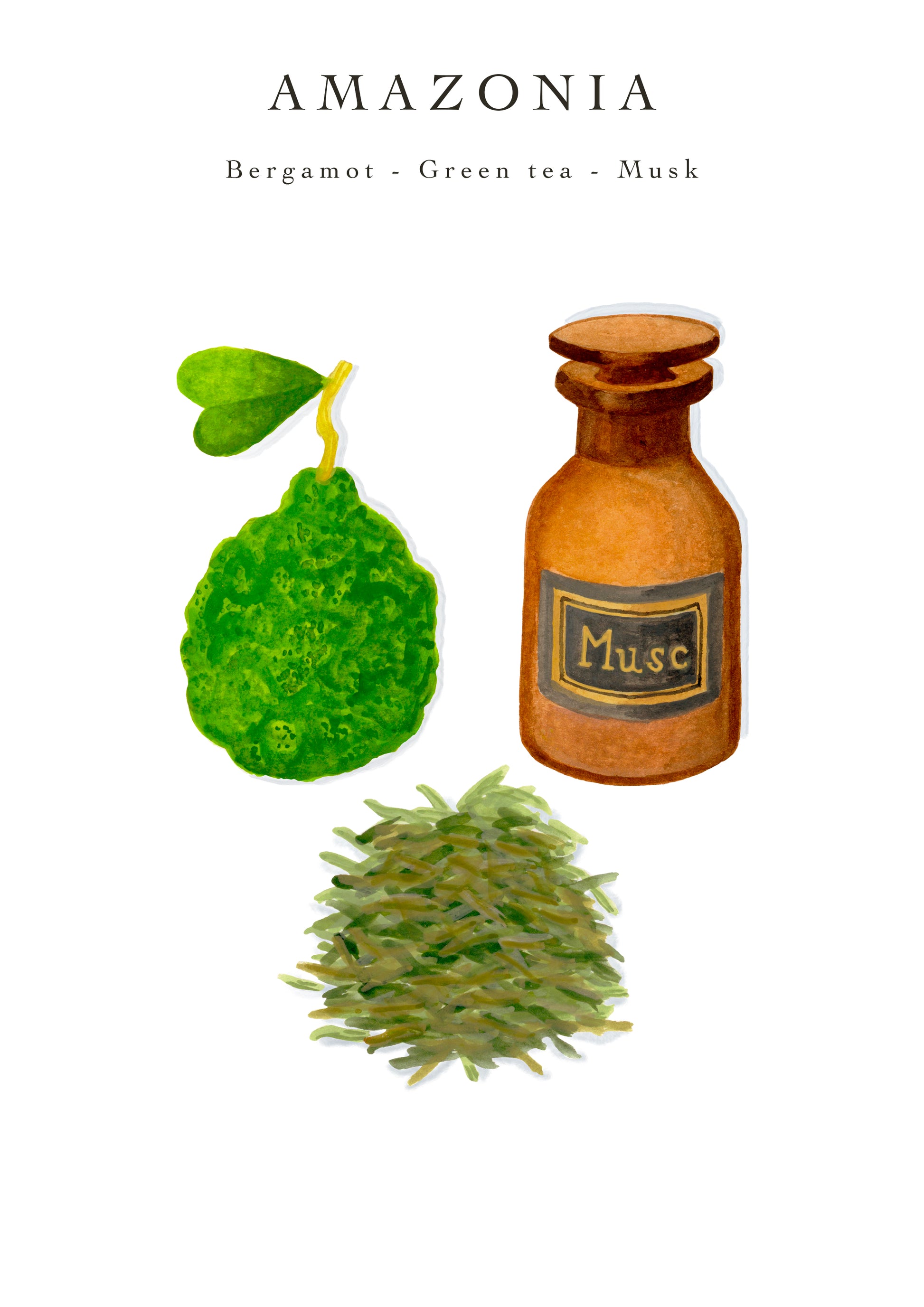 Illustration of bergamot, green tea leaves, and a bottle labeled "Musk" beneath the text "Baobab Collection Rainforest Amazonia Candle" with a subtitle "Bergamot - Green Tea - Musk".