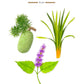 Illustration of Atlas cedar, patchouli, and vetiver plants labeled "Tichka," elegantly featured under "Woods," prominently showcases Baobab Collection branding.