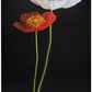 Painting of a white and a red poppy on a black background, featuring botanical illustration, by Assouline's Flowers: Art & Bouquets.