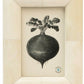 The Vannes Frame Collection by Pigeon & Poodle features a framed black-and-white turnip illustration, elegantly centered in a light beveled frame—an ideal way to add a unique touch to your collection.