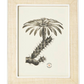 Framed illustration of a cactus with palm tree foliage, enclosed in Pigeon & Poodle Aberdeen frames.