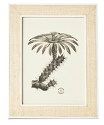Framed illustration of a cactus with palm tree foliage, enclosed in Pigeon & Poodle Aberdeen frames.