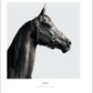 Profile view of a black Arabian mare wearing a halter, set against a plain light gray background—an elegant example from “Farm Life” by Rizzoli that captures the beauty and grace of animal photography.