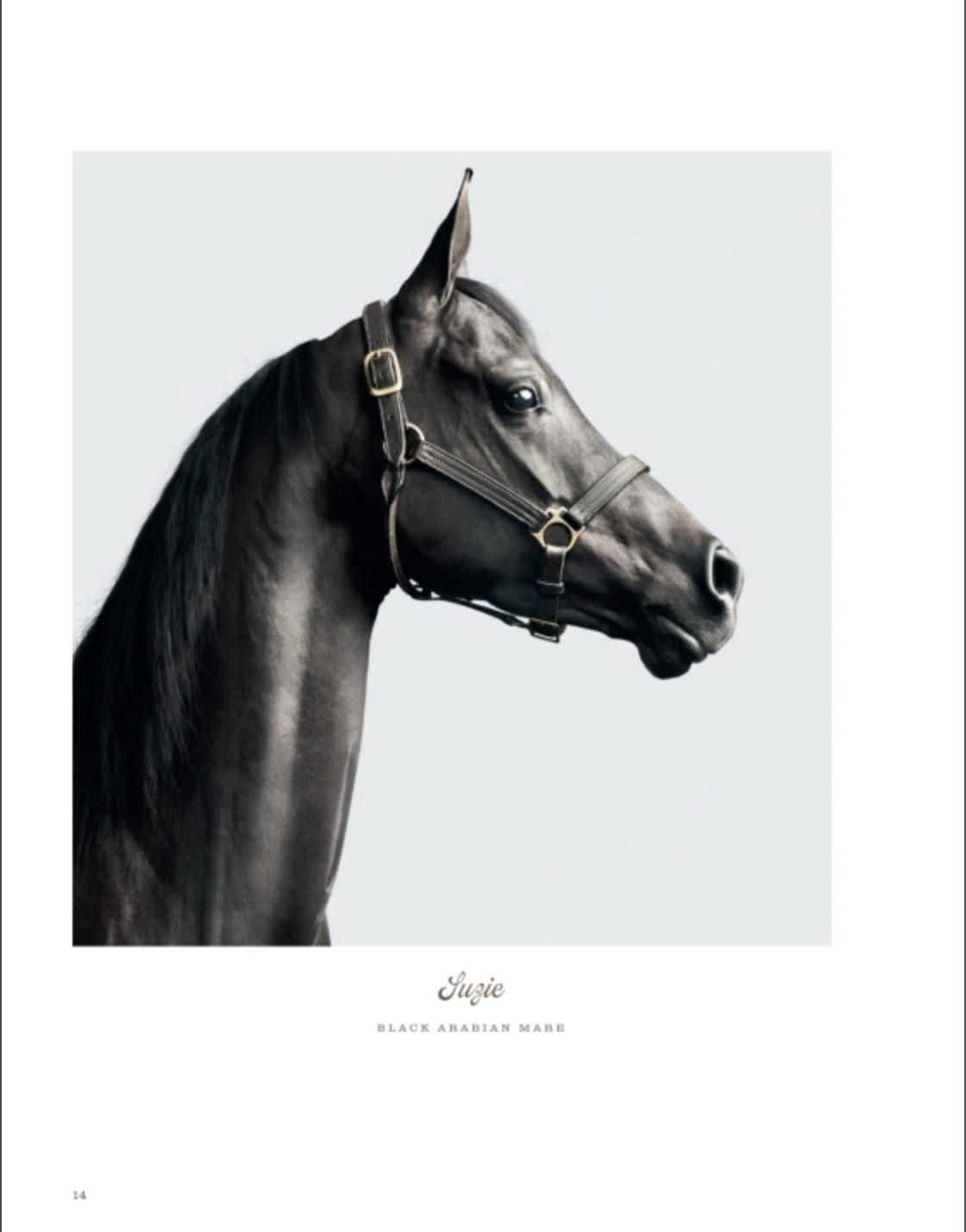Profile view of a black Arabian mare wearing a halter, set against a plain light gray background—an elegant example from “Farm Life” by Rizzoli that captures the beauty and grace of animal photography.