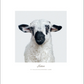 A Valais Blacknose lamb with curly white fleece and a black face stands against a plain white background, facing forward—an endearing image from “Farm Life” by Rizzoli that beautifully captures the gentle spirit of rural living.