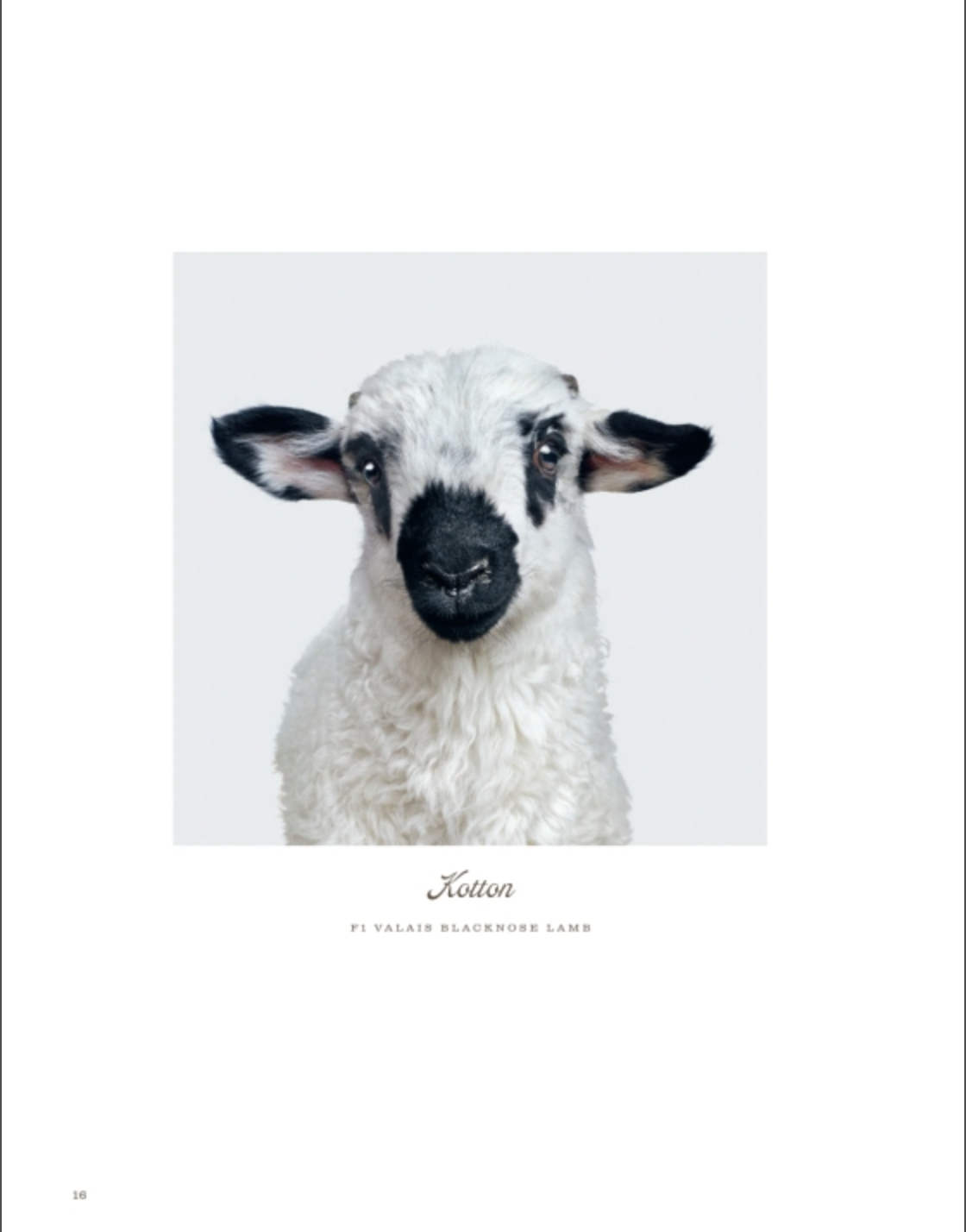 A Valais Blacknose lamb with curly white fleece and a black face stands against a plain white background, facing forward—an endearing image from “Farm Life” by Rizzoli that beautifully captures the gentle spirit of rural living.