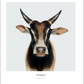 A zebu bull facing forward, showcasing upright horns and large ears against a plain light background, embodies the essence of farm life and animal photography. The words “Farm Life” and “Rizzoli” are written underneath.