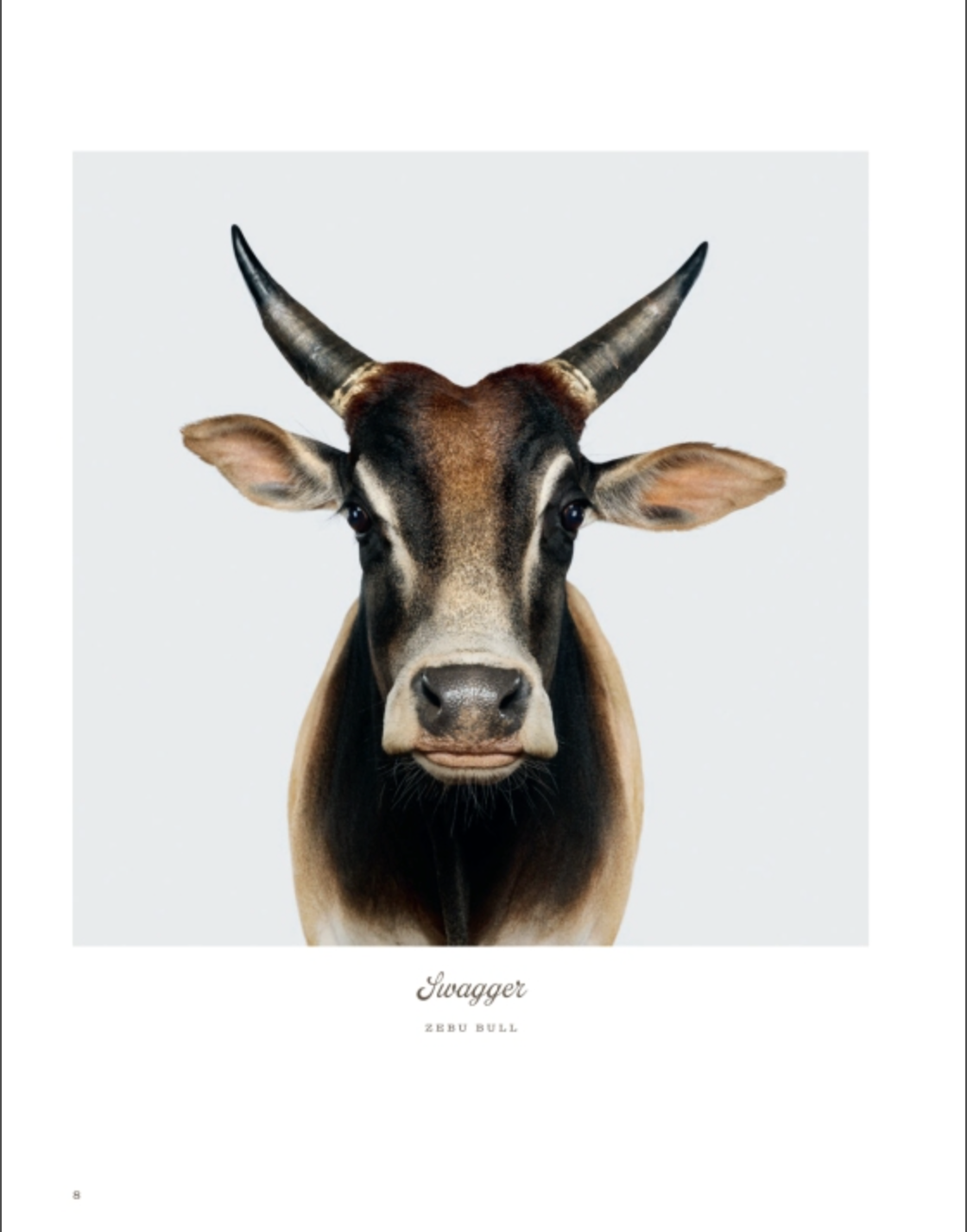 A zebu bull facing forward, showcasing upright horns and large ears against a plain light background, embodies the essence of farm life and animal photography. The words “Farm Life” and “Rizzoli” are written underneath.