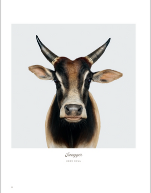 A zebu bull facing forward, showcasing upright horns and large ears against a plain light background, embodies the essence of farm life and animal photography. The words “Farm Life” and “Rizzoli” are written underneath.