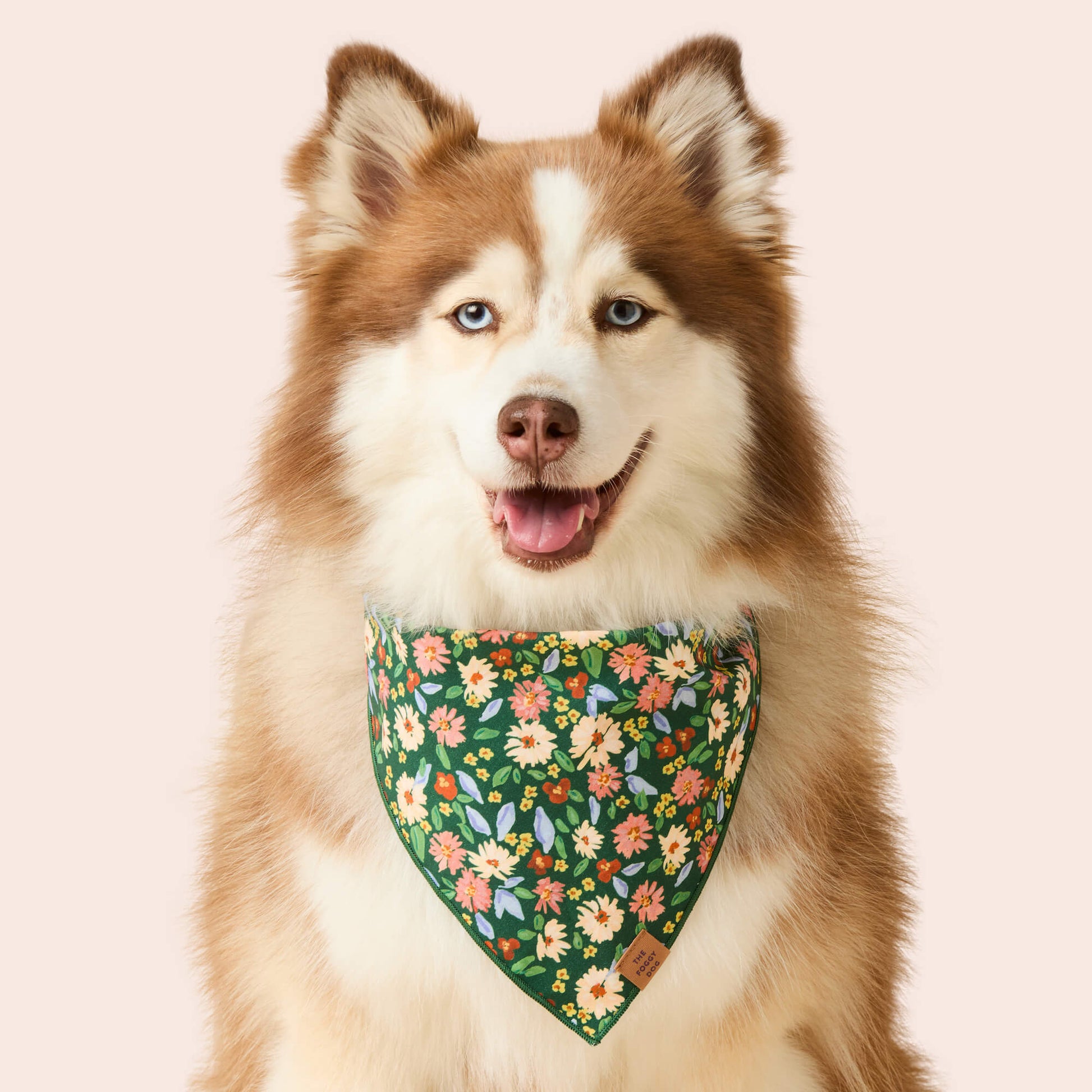 A fluffy brown and white dog wears the Foggy Dog Secret Garden Dog Bandana, featuring a colorful floral pattern, while sitting against a plain light background.