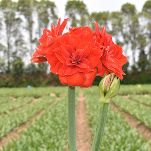 Vivid red Live Amaryllis 'Tika Imperator' from Hive Floral Studio features lush petals and green stems, beautifully set against field rows and tall trees—a striking choice inspired by Peru's double red, ideal for any floral setting.