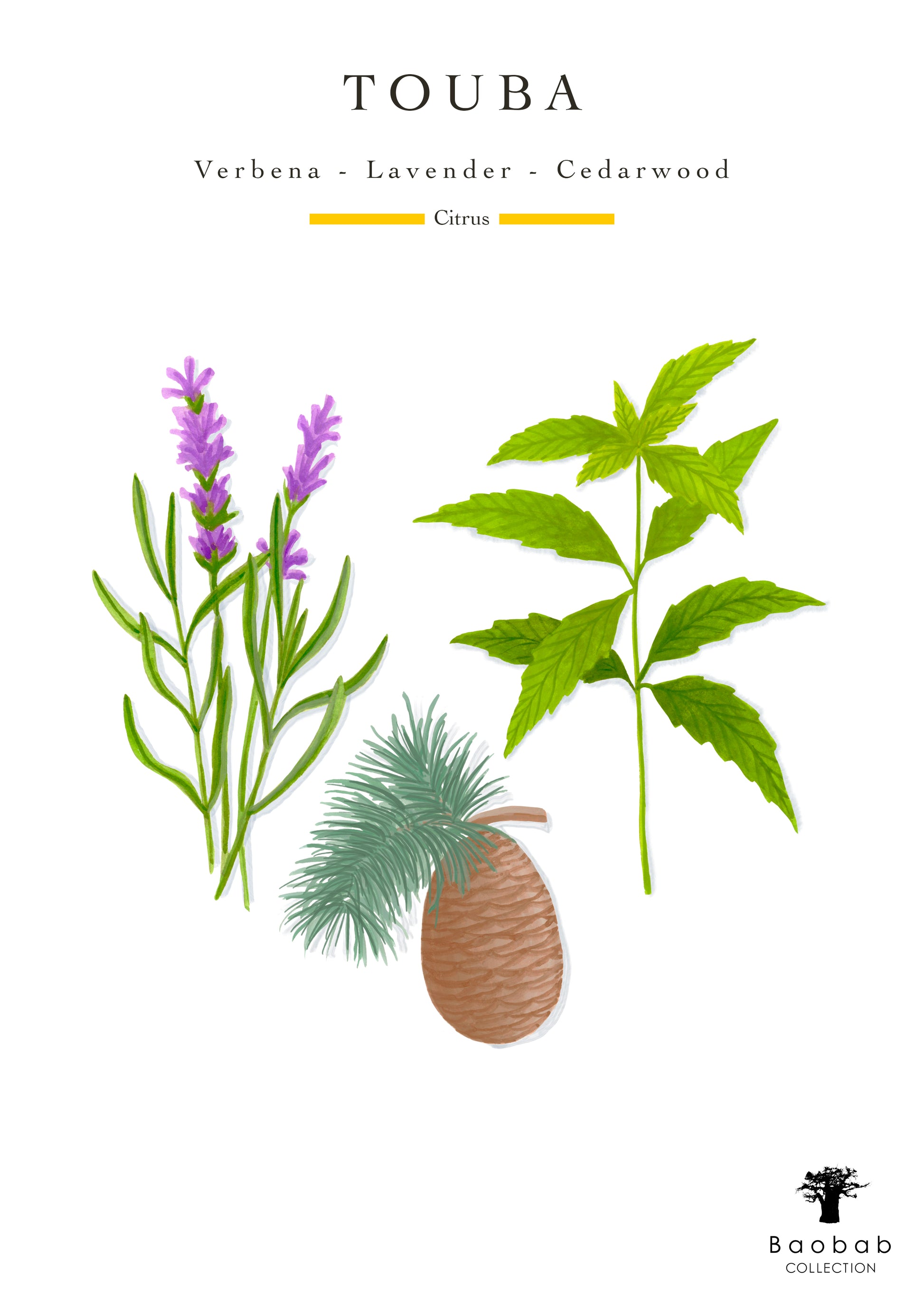 Illustration of verbena, lavender, cedarwood, and citrus label with baobab design and "Baobab Collection Sacred Trees Touba Candle" branding—honoring Africa’s Great Green Wall.