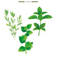 An illustration of thyme, basil, and mint with "À Saint-Tropez, Thyme - Basil - Mint, Aromatic" evokes a summer scent and the charm of Baobab’s Saint Tropez Body Wellness Collection. The Baobab logo is at the bottom.