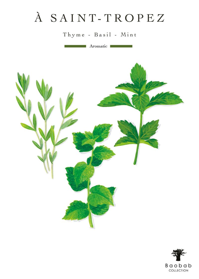 An illustration of thyme, basil, and mint with "À Saint-Tropez, Thyme - Basil - Mint, Aromatic" evokes a summer scent and the charm of Baobab’s Saint Tropez Body Wellness Collection. The Baobab logo is at the bottom.