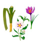 Illustration of a green stalk, purple saffron flower, and white cistus flower with "Baobab Collection Gentlemen Body Wellness Collection – Rum, Saffron, Labdanum" text above, evoking a sophisticated masculine scent by Baobab.