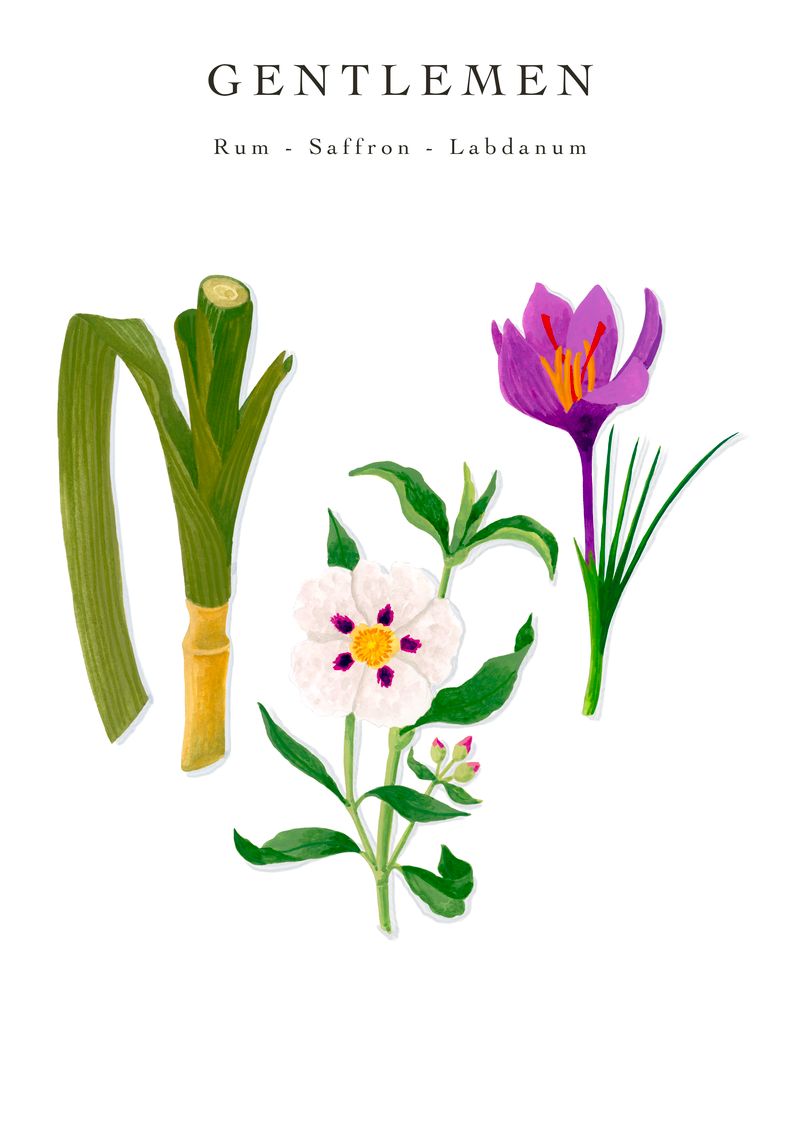 Illustration of a green stalk, purple saffron flower, and white cistus flower with "Baobab Collection Gentlemen Body Wellness Collection – Rum, Saffron, Labdanum" text above, evoking a sophisticated masculine scent by Baobab.