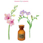 Illustration of a standing candle labeled "White Pearls" with orchid and freesia flowers on either side. Text above reads "Baobab Collection Pearls White Candle," featuring the delicate aroma of white musk.