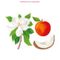 Illustration of a magnolia flower, a nectarine, and a coconut slice with text "MALIBU - Magnolia - Nectarine - Coconut - Floral" at the top and "Baobab" at the bottom. This decorative home object doubles as a Baobab Collection Waves Malibu Candle, infusing your space with floral and fruity perfume.