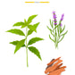 Illustration of plants and wood labeled "Summer Yarani Candle" by Baobab shows verbena leaves, lavender sprigs, and cedarwood pieces. The text highlights a citrus scent from Baobab Collection's Sacred Trees collection.