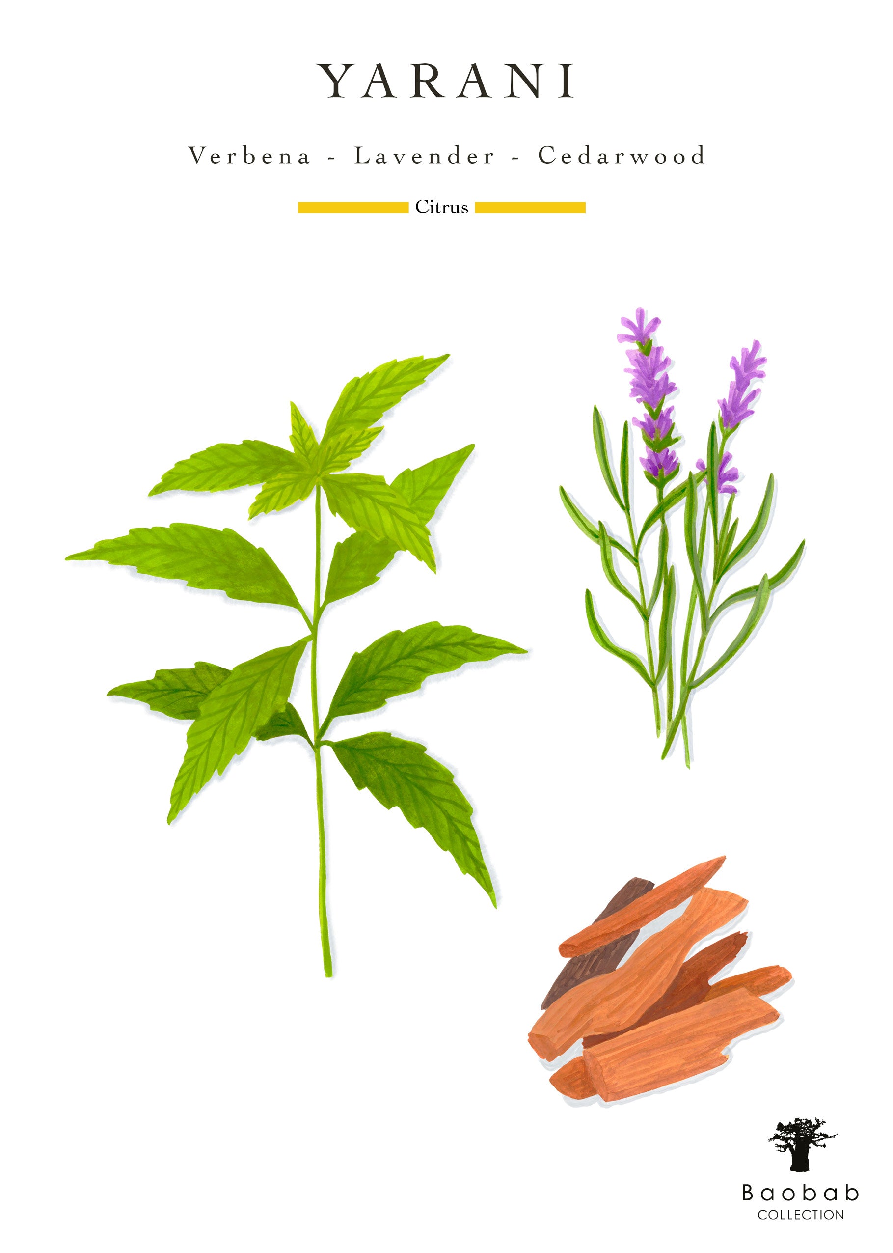Illustration of plants and wood labeled "Summer Yarani Candle" by Baobab shows verbena leaves, lavender sprigs, and cedarwood pieces. The text highlights a citrus scent from Baobab Collection's Sacred Trees collection.