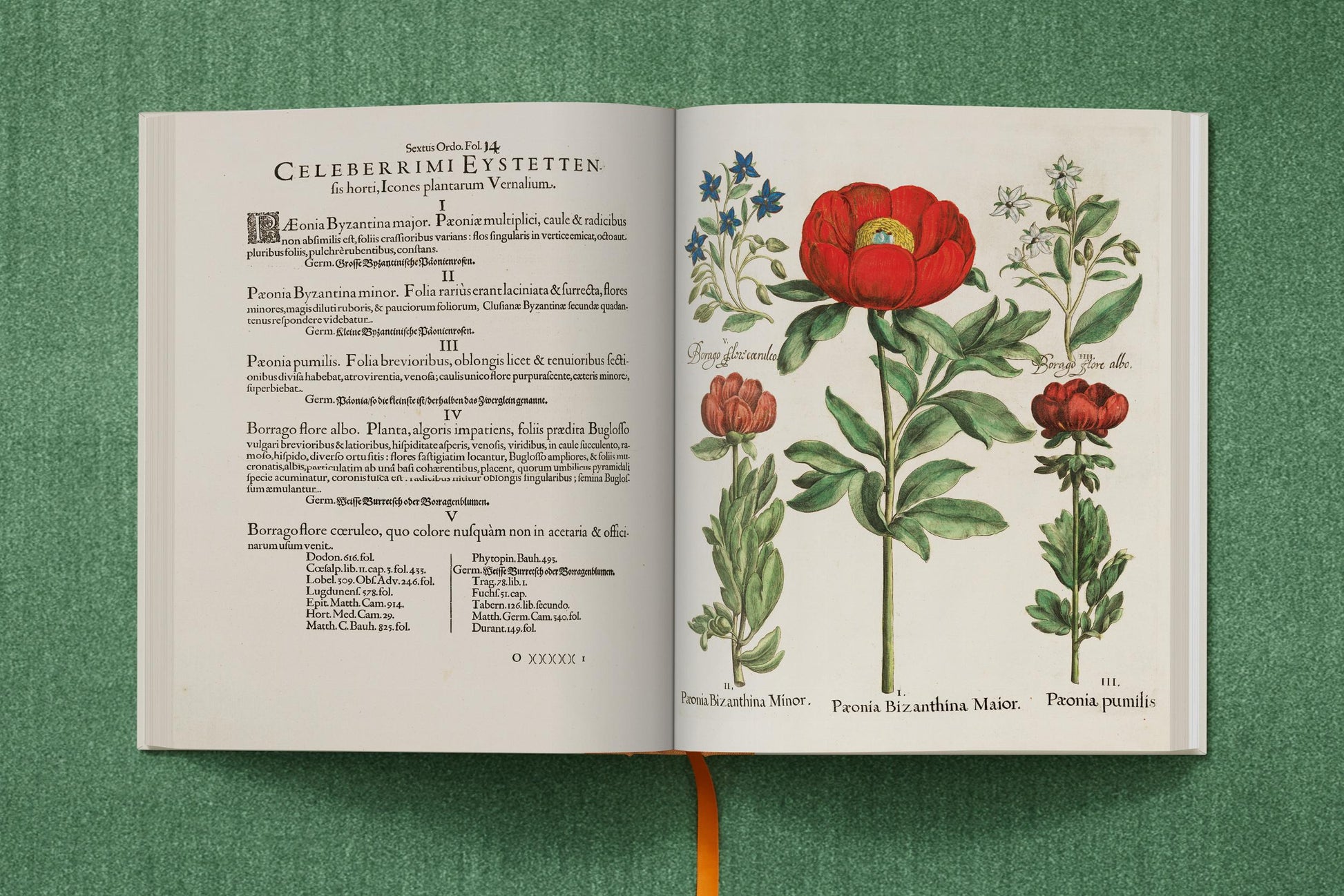 An open book from Taschen titled "Basilius Besler" rests on a green surface, showing botanical illustrations of peonies and blue flowers with Latin text; an orange ribbon bookmark is visible.