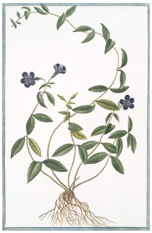 Italian Botanicals 2936 by Ornis Gallery features a green vine with oval leaves, blue flowers, and roots on archival paper, rendered in classic Italian botanical style against a white background.