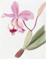 The Ornis Gallery "Brazilian Orchids 8752" features a single pink orchid with ruffled petals and green leaves, detailed against a white background and beautifully presented on archival paper.