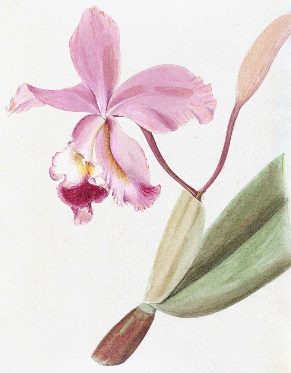 The Ornis Gallery "Brazilian Orchids 8752" features a single pink orchid with ruffled petals and green leaves, detailed against a white background and beautifully presented on archival paper.