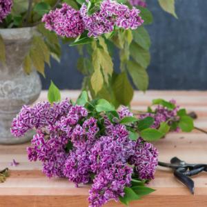 A bunch of purple lilac flowers with green leaves lies on a wooden table next to pruning shears and a vase filled with more lilacs, embodying the monochromatic bouquet style featured in *Color Me Floral* by Chronicle Books.