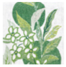 The MAT Citrus Garden Grass Napkin Set of 4 by Matouk features green leaves and five-petaled stylized flowers illustrated on a white background.