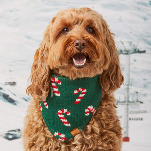 A brown, curly-haired dog wears the Foggy Dog Candy Cane Knit Holiday Dog Bandana with an adjustable snap closure, sitting outdoors in front of a snowy background.