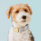 A wire-haired dog models The Foggy Dog’s Sky Blue Gingham Spring Dog Collar with a gold buckle, set against a light blue background.
