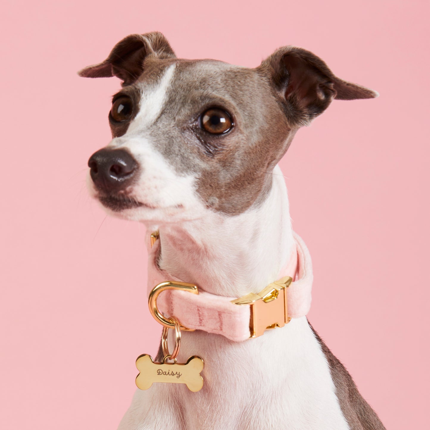 A small dog with a short grey and white coat wears a Foggy Dog Velvet Dog Collar Collection collar with a gold bone-shaped tag, set against a pink background.