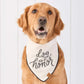 A golden retriever, the perfect wedding dog, sports The Foggy Dog’s “Dog of Honor Dog Bandana” while sitting in front of a white wooden wall.