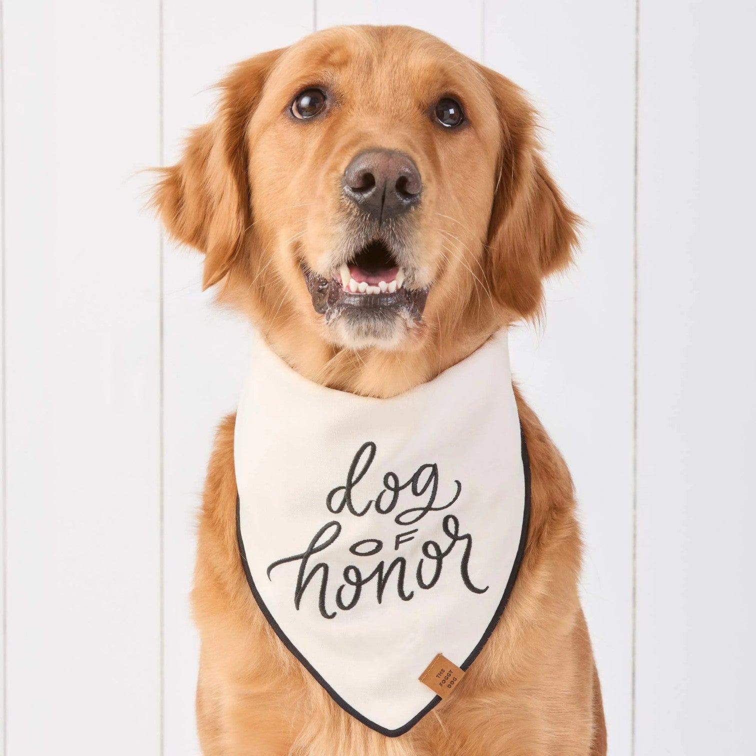 A golden retriever, the perfect wedding dog, sports The Foggy Dog’s “Dog of Honor Dog Bandana” while sitting in front of a white wooden wall.