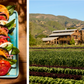 A plate of heirloom tomato salad with mozzarella and basil, inspired by California cooking, sits next to a field of crops with a wooden farmhouse and mountains in the background—a scene from *Full Belly* by Chronicle Books.