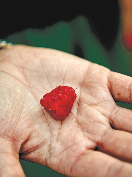 A single ripe raspberry rests in the open palm of a person’s hand, set against a dark green background and capturing the vibrant simplicity inspired by fresh produce recipes from the Malibu Farm Cookbook by Penguin Random House.