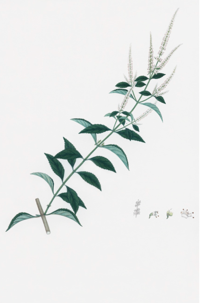 Dutch East Indian Flora Artwork 3125 by Ornis Gallery features a green leafy stem with white flower spikes, detailed diagrams of flower parts, and a stem cross-section—ideal for pairing with Larson-Juhl frames.