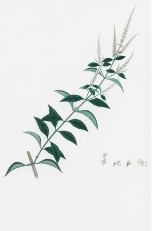 Dutch East Indian Flora Artwork 3125 by Ornis Gallery features a green leafy stem with white flower spikes, detailed diagrams of flower parts, and a stem cross-section—ideal for pairing with Larson-Juhl frames.