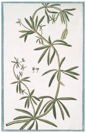 Ornis Gallery's Italian Botanicals 2939 features a green climbing plant with long, narrow leaves and delicate white flowers on a light background with a blue border—ideal for display in Larson-Juhl frames.
