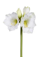 The Winward Faux Double Stem White Amaryllis features two green stems with lifelike white faux flowers and buds, resembling forever blooms, set against a plain white background.