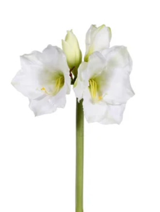 The Winward Faux Double Stem White Amaryllis features two green stems with lifelike white faux flowers and buds, resembling forever blooms, set against a plain white background.