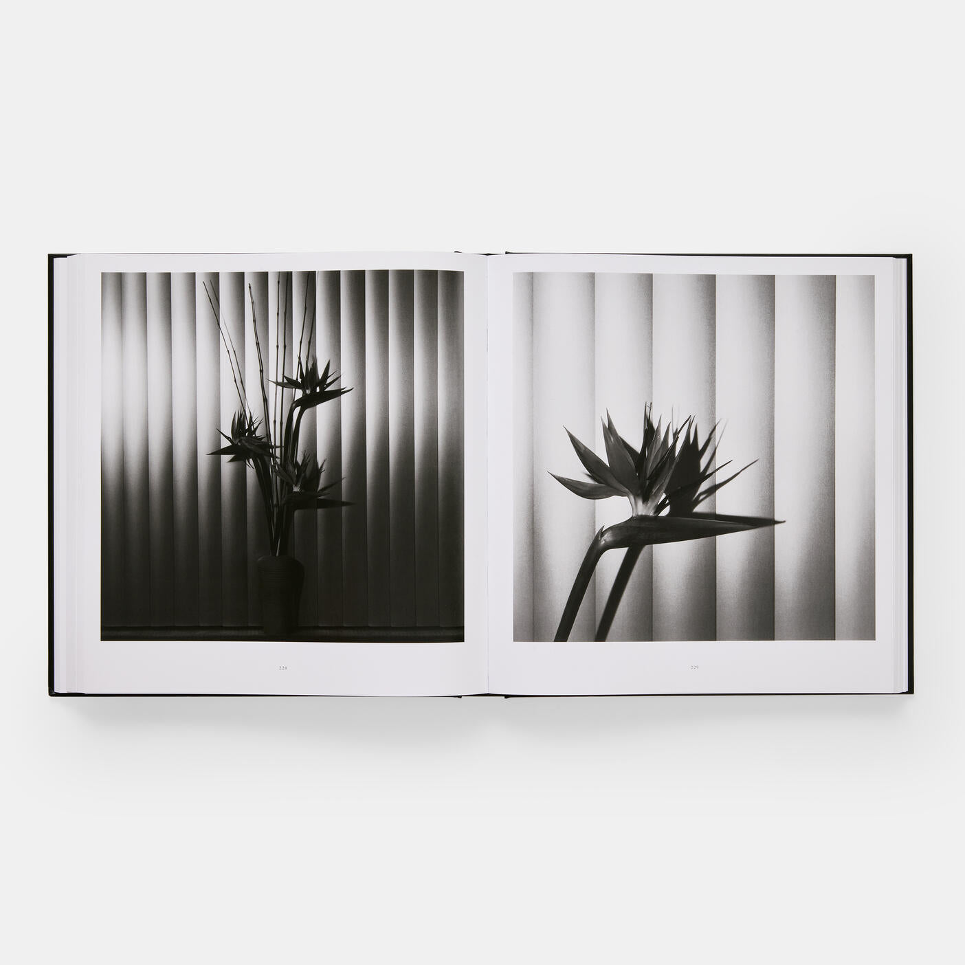 The Phaidon book "Mapplethorpe Flora: The Complete Flowers" showcases black and white plant photos reminiscent of Robert Mapplethorpe's style, set against vertical blinds.