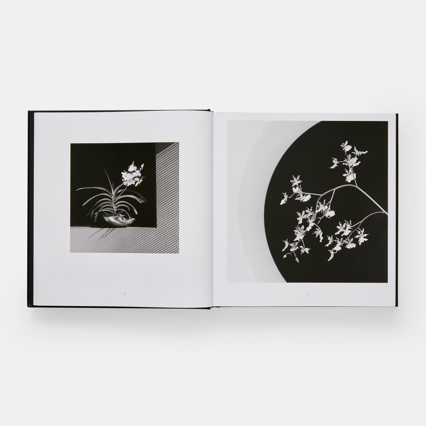 A copy of "Mapplethorpe Flora: The Complete Flowers" by Phaidon lies open, revealing monochrome botanical illustrations. The left page shows a potted plant, and the right displays a flowering branch, capturing the timeless elegance reminiscent of twentieth-century art.