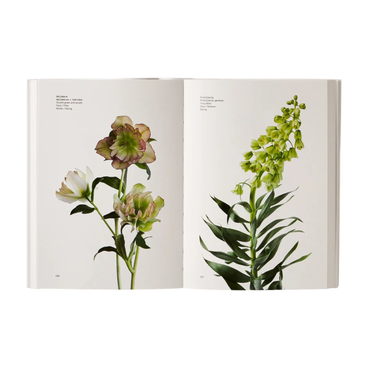 The "Flower Color Guide" by Phaidon is open, showcasing botanical illustrations of two labeled flowering plants with scientific names on a white background.